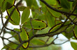Green Leaves Background, Grouped and Overlapping Leaves, Natural Foliage Texture and Background