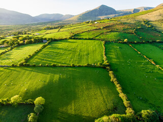 Wall Mural - Aerial view of endless lush pastures and farmlands of Ireland. Beautiful Irish countryside with emerald green fields and meadows.