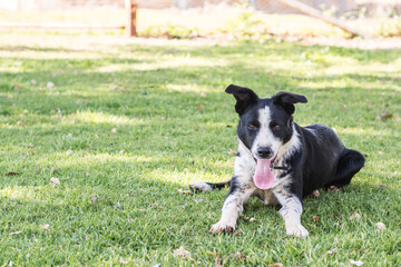 Canvas Print - border collie dog