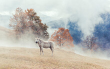 White Horse On A Background Of Autumn Misty Carpathians