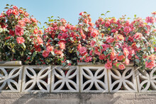 Camellias By A Garden Wall