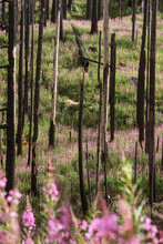 Purple Wildflowers Beneath Burned Forest