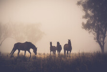 Horses In The Morning Fog