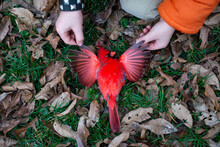 A Beautiful Dead Cardinal