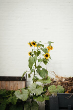 Picture Of A Sunflower Plant 