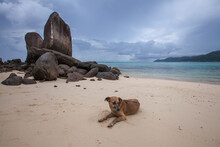 Dog On Paradise Tropical Beach In Seychelles, Storm Coming