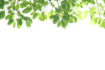 Wall Mural - World environment day.Green leaves on a white background