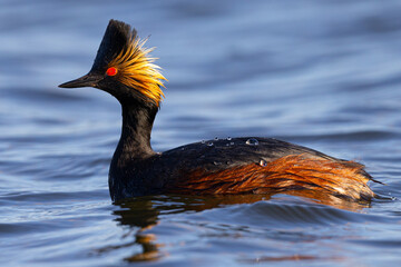 Canvas Print - Close view of an eared grebe, seen in a North California marsh