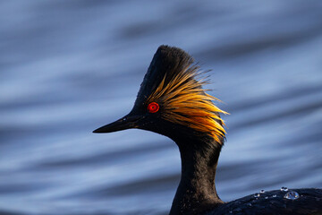 Canvas Print - The very beautiful profile of an eared grebe, seen in the wild in a North California marsh