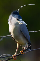 Canvas Print - black-crowned night heron perched with the wind moving his feathers, seen in the wild in a North California marsh