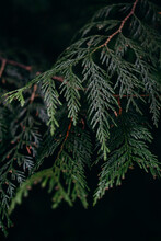 Closeup Image Of A Cedar Branches In The Forest.