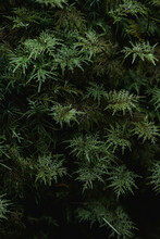 Closeup Image Of Moss In The Forest.