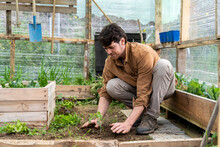 Portrait Of Young Happy Man Planting Vegetable Plants In Greenhouse 