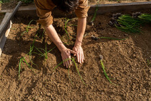 Close-up Of  Man Hands Planting Vegetable Plants On Garden
