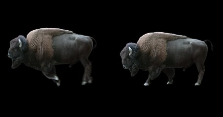 Wall Mural - Set of American Bison realistic animation. Isolated animal video including alpha channel allows to add background in post-production. Element for visual effects