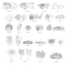 Vector Shrubs With The Common Names And Scientific Names.