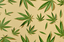 Yellow Background With A Lot Fresh Cannabis Leaves.