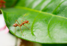 One Red Ant Macro Photography On Green Leaf.
