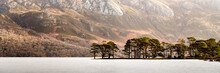 Pine Trees On Loch MMaree In Scotland