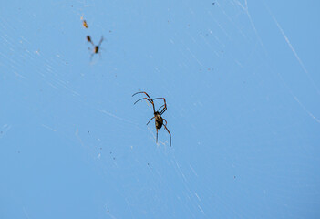 Black spider on its web with blue sky in the background.