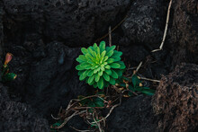 A Small Plant Grows Between Rocks.