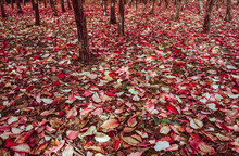 Red Fallen Leaves Under The Tree.