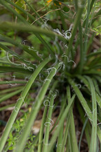 Close Up Of Yucca Plant
