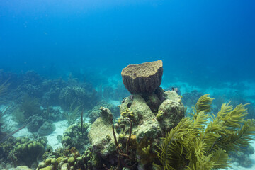 A coral head under water in the blue Caribbean Sea; scuba diving