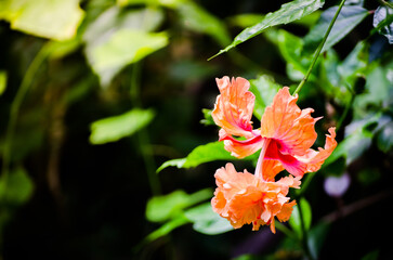 Wall Mural - Beautiful orange chinese hibiscus in a spring season at a botanical garden.