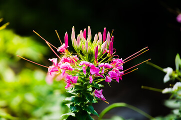 Wall Mural - Beautiful pink Cleome spinosa flower in a spring season at a botanical garden.