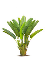 Wall Mural - traveller's palm tree isolated on white background, banana tree planted into ornamental trees in the