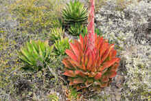 A Maturing Red Agave Next To Other Agaves 