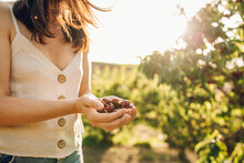 Woman Harvesting Cherries