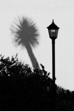 A Lamppost And A Tree Shadow.