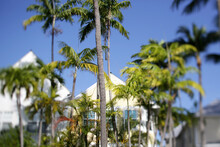 Key West Florida Houses Hidden Behind Palm Trees
