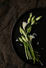Picked Wild Garlic Buds And Flowers