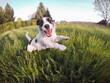 © Simone Wave/Stocksy - Happy dog outside