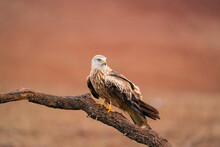 Portrait Of A Red Kite 