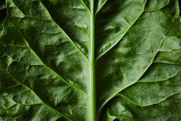 Leaf sorrel