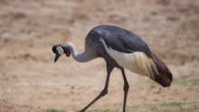 Beautiful Grey Crowned Crane Bird Walking Looking For Food. Slow Motion. 