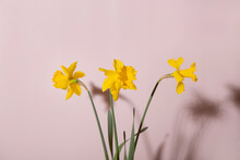 Daffodil Flowers 