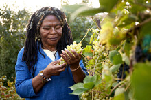 Woman Inspects A Grape Harvest