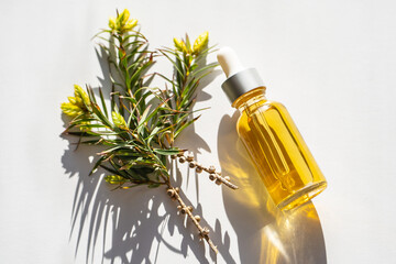 Wall Mural - Fresh tea tree branch and essential oil on white background. Tea tree oil (Melaleuca alternifolia)