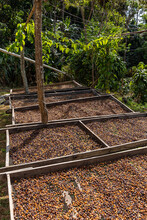 Drying Rack At Organic Coffee Beans At Costa Rica Jungle Farm 