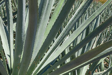 Closeup Of The Leaves Of Agave Texture