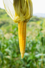 Yellow Corn With The Field Blurred In The Background