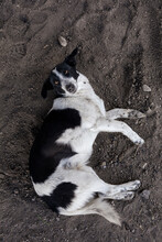 Black And White Dog Lying On The Ground In A Town