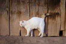 Portrait Of Cute White Cat In Front Of Old Wooden Door In Rural Town