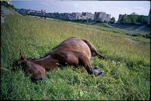 Horse Is On The Meadow