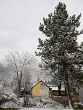 Huge Snowy Pine Tree And A Small Hut